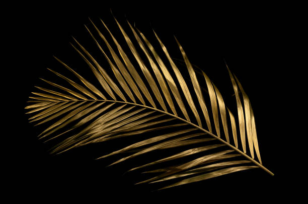 istock Tropical leaves gold and black, can be used as background(palm,coconut)clipping path 1487081377