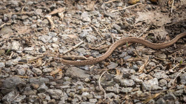 A very rare brown snake, crawls on the forest floor in a protected area in the Montreal region, province of Quebec. Canada.