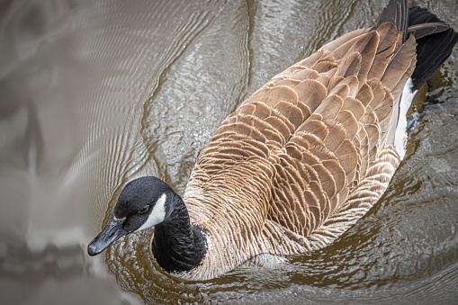 A Canada goose swim on a river in spring time in the laurentian forest.