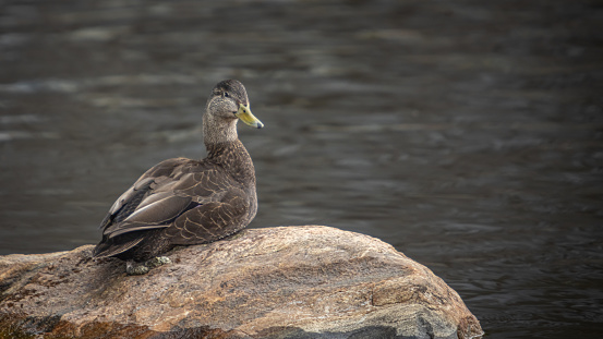 A female American Black Duck sit on a rock near a river in the forest, in the spring.