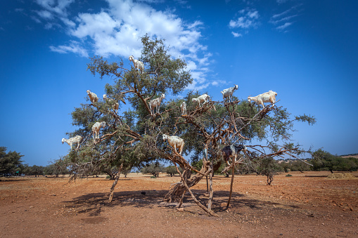 On the road between Marrakech and Essaouira, Morocco, dozens of goats remain perched on argan trees.