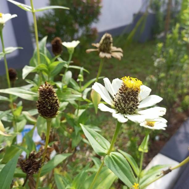istock Close up a Zinnia angustifolia white flowers 1487082007