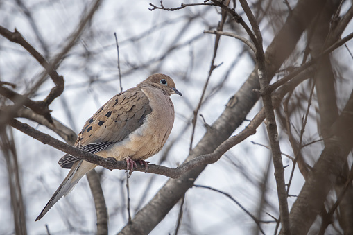 A Mourning dove in its natural environment in the Laurentian forest in spring.