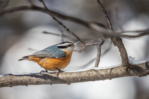 A Red-breasted nuthatch in its natural environment in the Laurentian forest in winter.