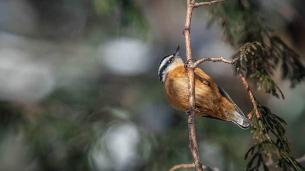 A Red-breasted nuthatch in its natural environment in the Laurentian forest in winter.