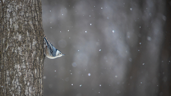 A white-breasted nuthatch in its natural environment in the Laurentian forest in winter with snow fall quietly.
