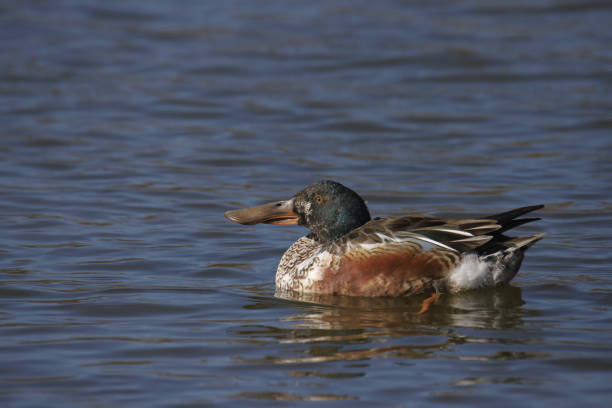 Northern Shoveler (male) (spatula clypeata) swimming in a pond