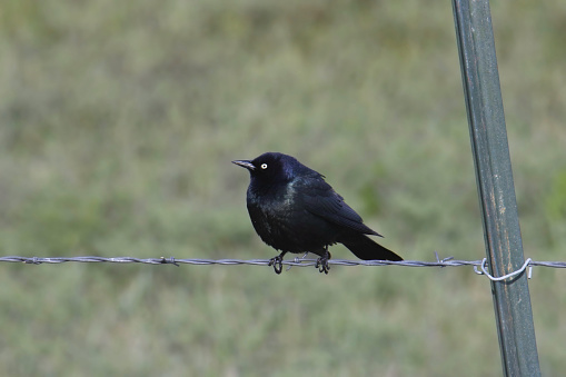 Brewer's Blackbird (male) (euphagus cyanocephalus) perched on a barbed wire fence