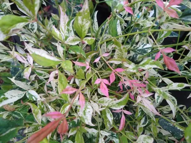 Pink, white and green brightly variegated foliage of Heavenly Bamboo Nandina domestica 'Twilight'