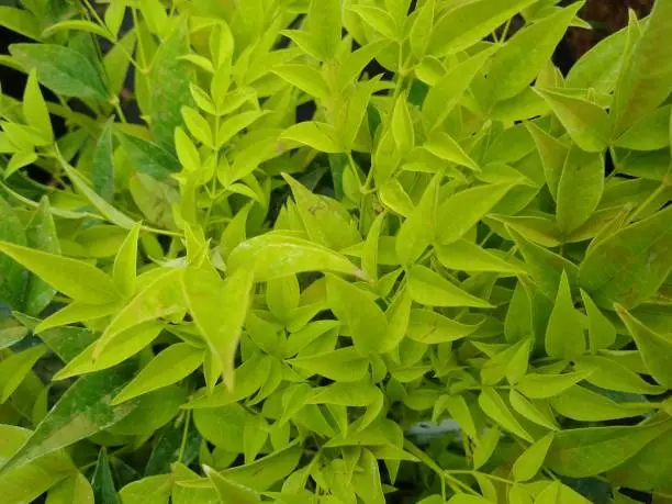 Close-up of bright yellow-green leaves of Heavenly Bamboo Nandina domestica 'Magical Lemon Lime'