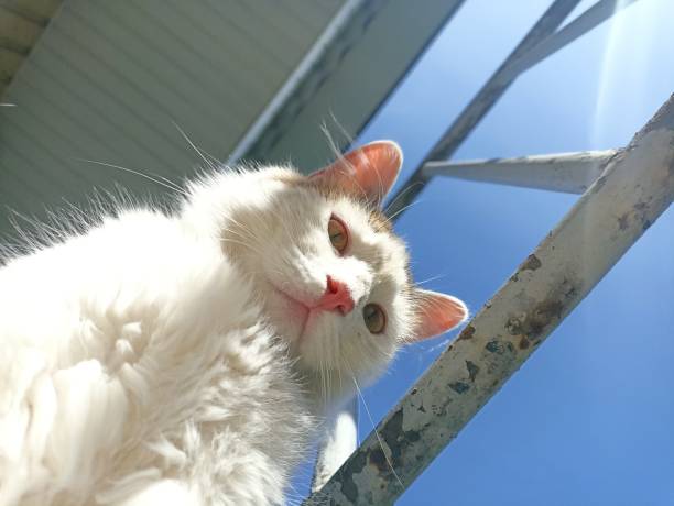 Close up cat portrait. White, fluffy male cat looking into the camera