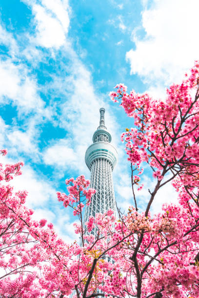 Tokyo Sky Tree and Sakura Cherry blossom in spring season at Tokyo, Japan Tokyo Sky Tree and Sakura Cherry blossom in spring season at Tokyo, Japan tokyo skytree with sakura stock pictures, royalty-free photos & images
