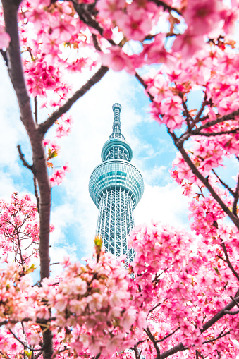Tokyo Sky Tree and Sakura Cherry blossom in spring season at Tokyo, Japan