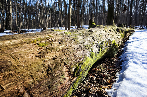 Fallen tree in winter forest