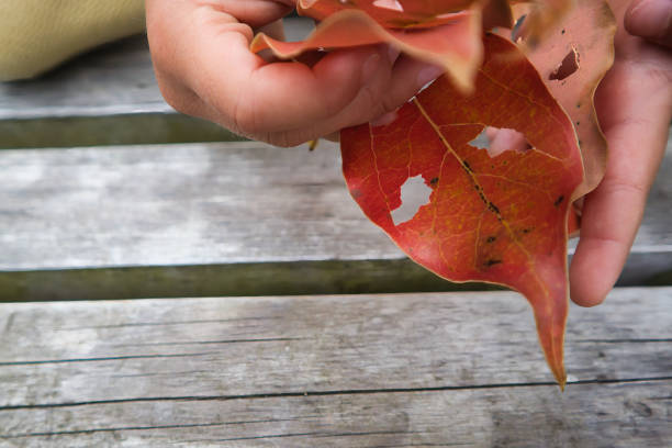 A cute toddler's hand and a deciduous monster with cut leaves