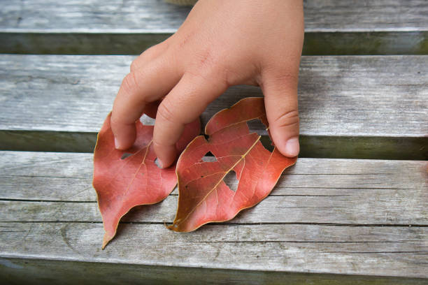 istock A cute toddler's hand and a deciduous monster with cut leaves 1487086986