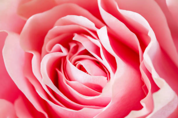 istock Rose flower, bud with pink petals close-up, selective focus 1487087029