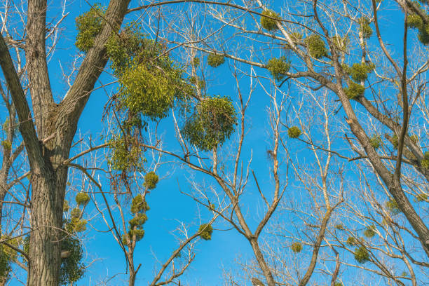Witches broom is a tree deformity, dense mass of shoots grows from a single point, with the resulting structure resembling a broom or a bird's nest. Selective focus.