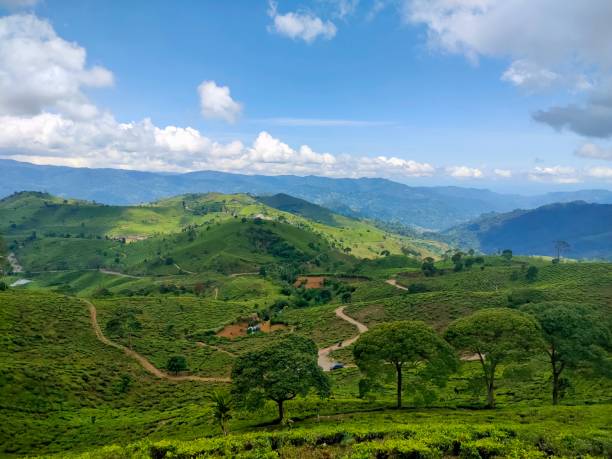 istock Tea garden in the morning 1487087883