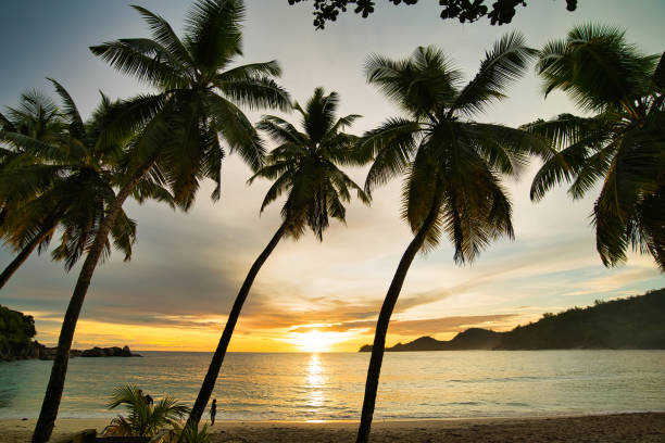 istock Sunset at takamaka beach behind the palm trees Mahe Seychelles 1487088566