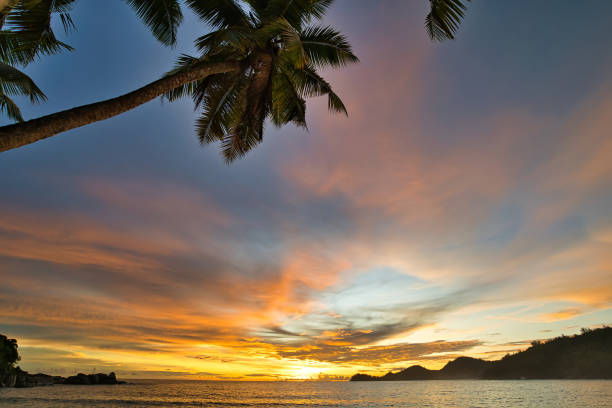 istock Sunset at takamaka beach behind the palm trees Mahe Seychelles 1487089579