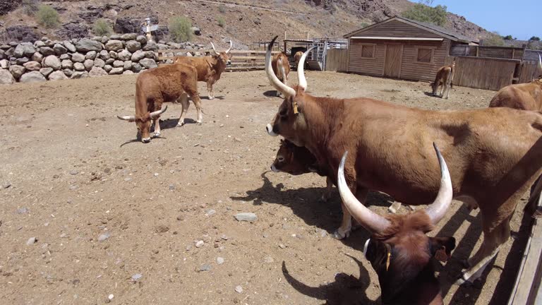 Longhorn beef cattle in ranch