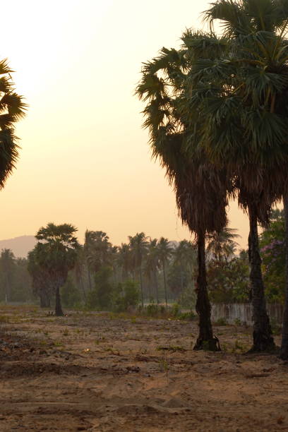 istock Palms tree sunset background chill asia view 1487090390