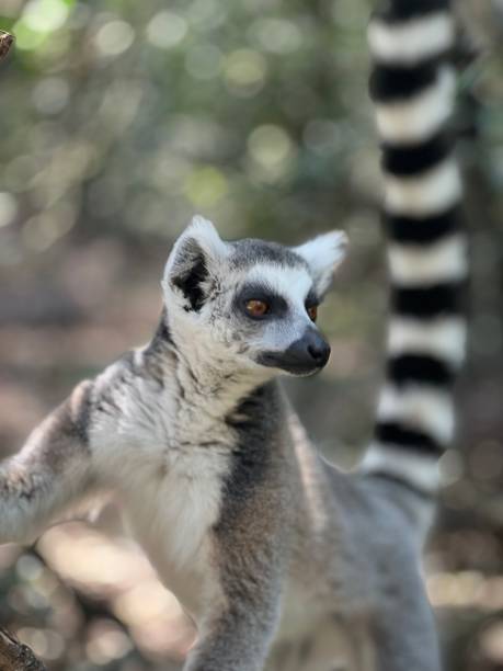 istock Close-up of curious Ring-tailed lemur standing on grounds, Madagascar 1487090484