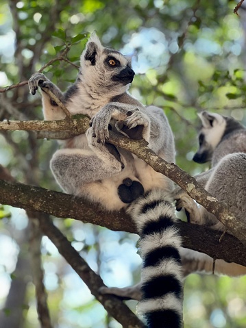 Close-up of two Ring-tailed lemurs sitting on tree, Madagascar