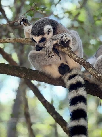 Close-up of Ring-tailed lemur sitting on tree, Madagascar