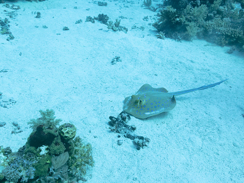 Whitespotted eagle ray or Aetobatus narinari in the depths of the Red sea, travel concept