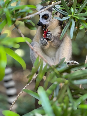 Close-up of Ring-tailed lemur eating fruit on tree, Madagascar