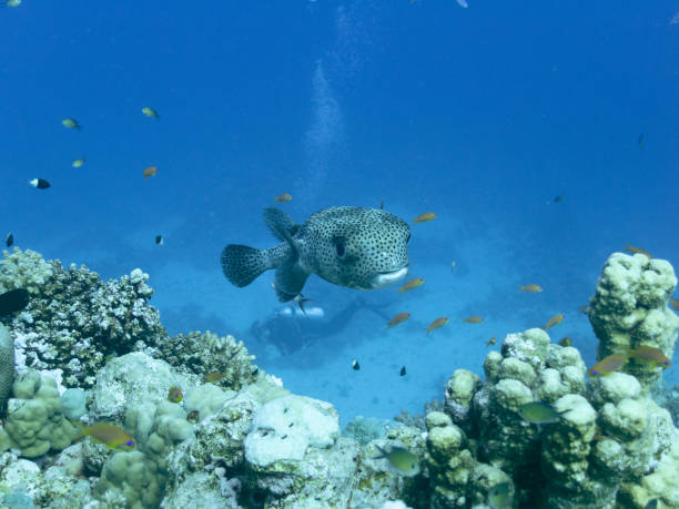 istock Porcupinefish also commonly called blowfish or balloonfish and globefish 1487091413