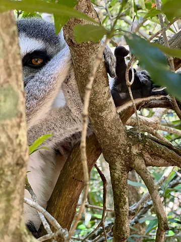 Close-up of Ring-tailed lemur sitting and relaxing on tree branch, Madagascar