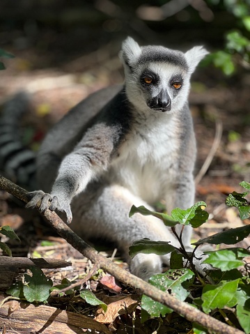 Close-up of Ring-tailed lemur sitting and relaxing on forest ground, Madagascar
