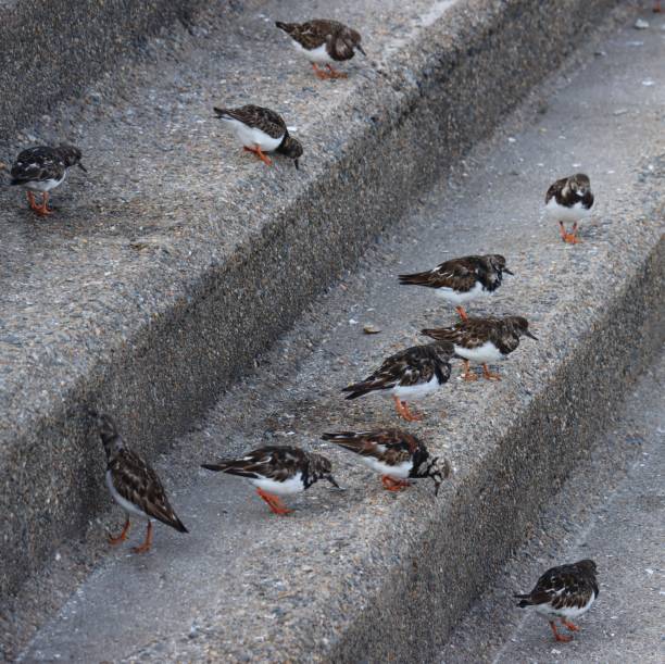 Oiseaux Arenaria sur la jetée du port de Cancale en Bretagne