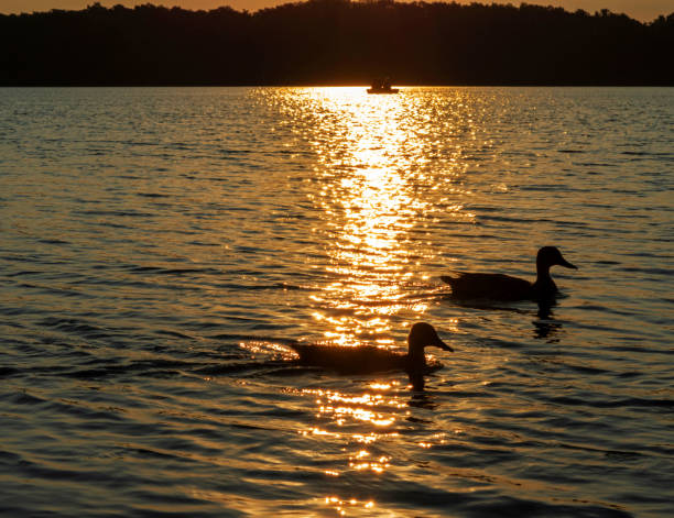 istock Ducks on lake Uvildy at sunset, Ural 1487092004