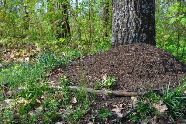 An anthill in the woods with a tree in the background