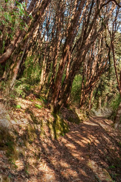 istock Trekking route through dense forest, from Hiley towards Varsey Rhododendron Sanctuary or Barsey Rhododendron Sanctuary. A very popular tourist trekking route at Sikkim, India. 1487093754