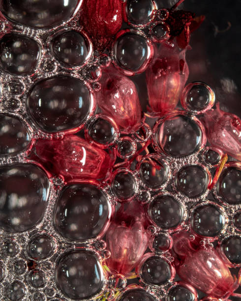 istock Heather, mimosa and bubbles macro photo 1487093814