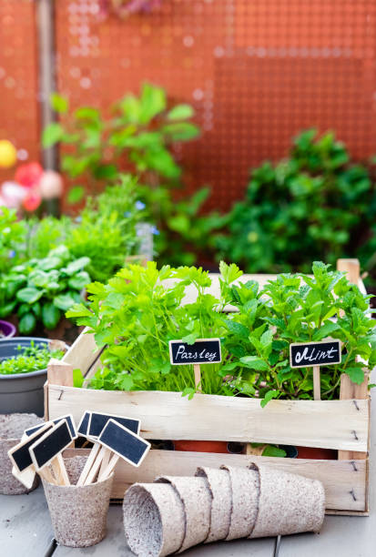 istock Replanting herbs and plants on terrace using eco friendly biodegradable peat pots and wooden name tags. Balcony organic gardening. 1487094770