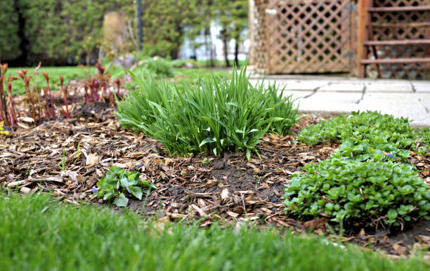 istock Daylily in Perennial Garden 1487094792