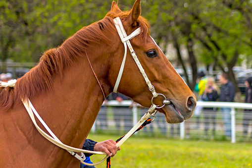 Portrait of winner, thoroughbred red stallion.