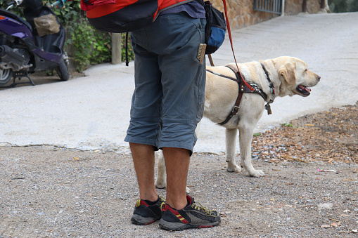 People who is blind use a trained dog as their assistance to go to places