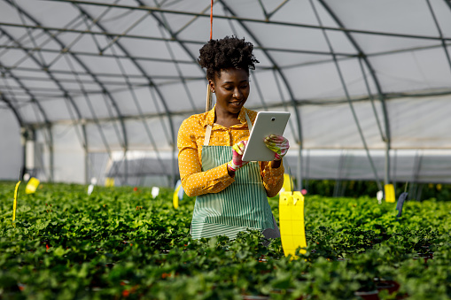 A young female African florist holds a laptop in the garden or greenhouse while standing and working with blooming plants and flowers in pots.
