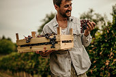 Mid adult man working at vineyard. A male farmer carrying a crate full of grapes