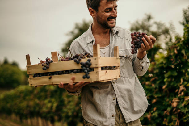Mid adult man working at vineyard. A male farmer carrying a crate full of grapes stock photo