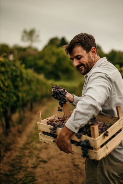 Photo of a man carrying a crate full of grapes while picking them in his vineyard. stock photo