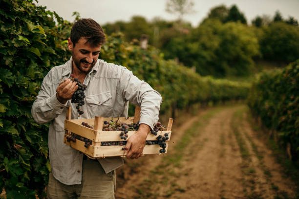 foto di un uomo che trasporta una cassa piena di uva mentre la raccoglie nel suo vigneto. - winemaking grape harvesting crop foto e immagini stock