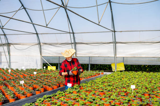 istock An older man with a straw hat is checking plants in the greenhouse. 1487096930
